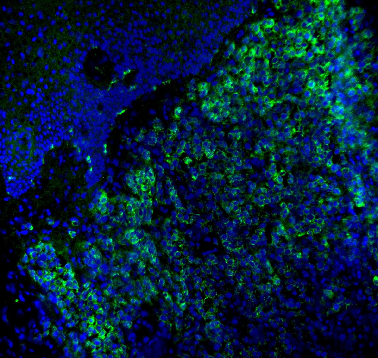 Melan-A/MART-1 Antibody (M2-7C10) [Alexa Fluor® 488] NBP2-33148AF488