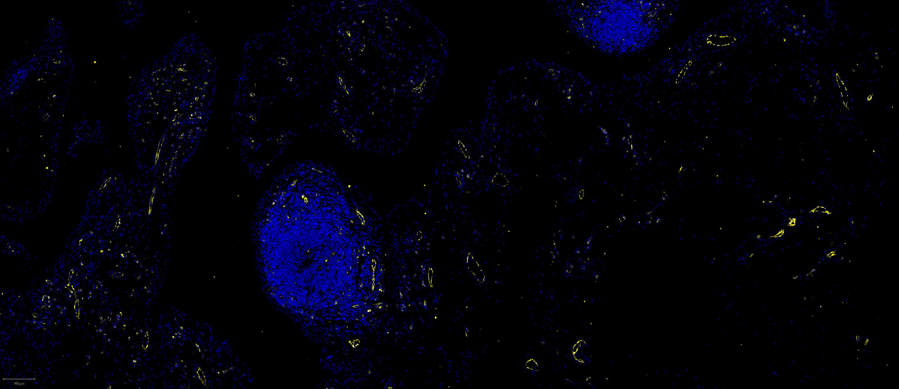 CD31/PECAM-1 Antibody (C31.3) [Alexa Fluor® 647] NBP2-33154AF647