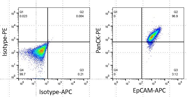 Cytokeratin, pan Antibody (AE-1/AE-3) [PE] NBP2-33200PE
