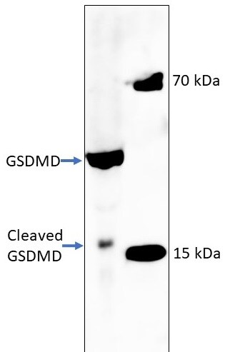 Gasdermin D Antibody - BSA Free NBP2-33422