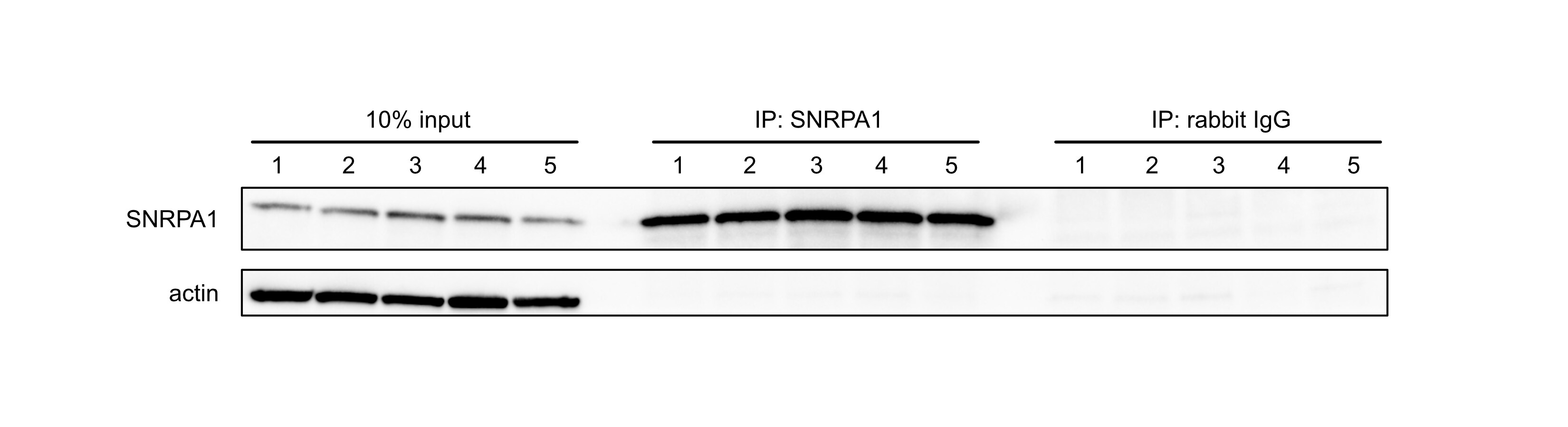 SNRPA1 Antibody - BSA Free NBP2-33447