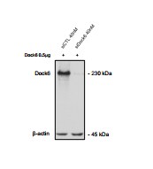 DOCK6 Antibody - BSA Free NBP2-33566