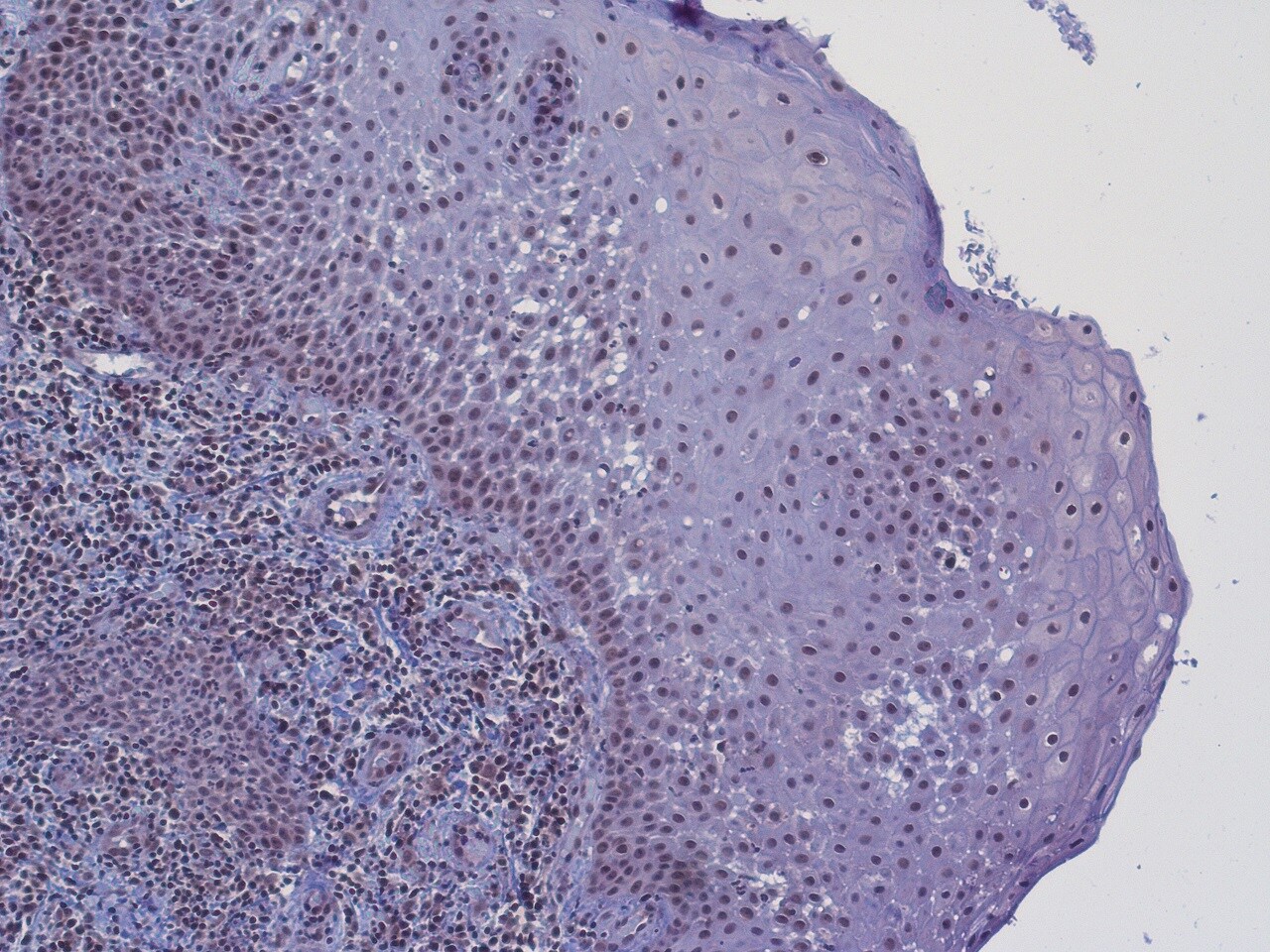 Galanin Antibody - BSA Free NBP2-33582