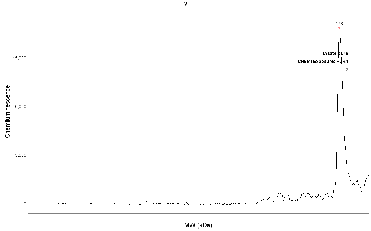 Involucrin Antibody - BSA Free NBP2-33742