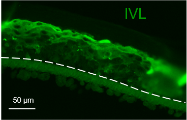 Involucrin Antibody - BSA Free NBP2-33742