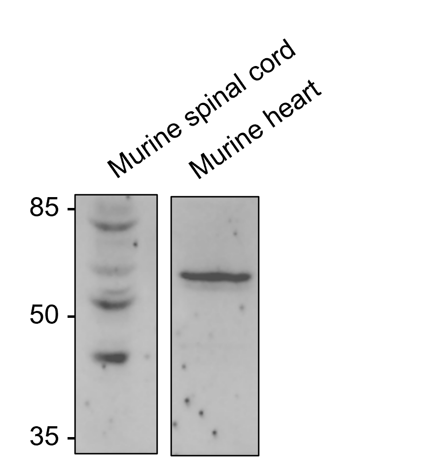 MSTO1 Antibody - BSA Free NBP2-33860