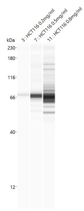 RAD54L Antibody - BSA Free NBP2-33916