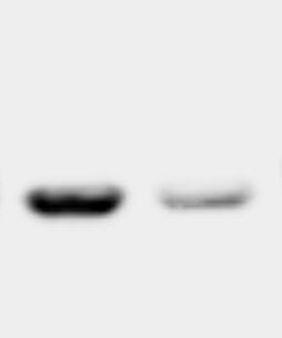 CLNS1A Antibody - BSA Free NBP2-33958