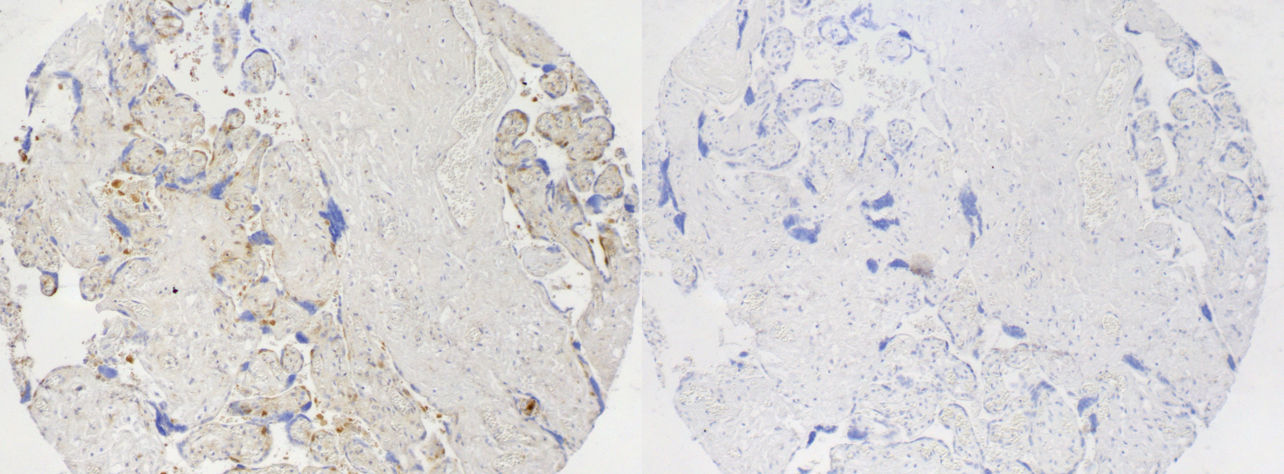SUR1 Antibody - BSA Free NBP2-34077