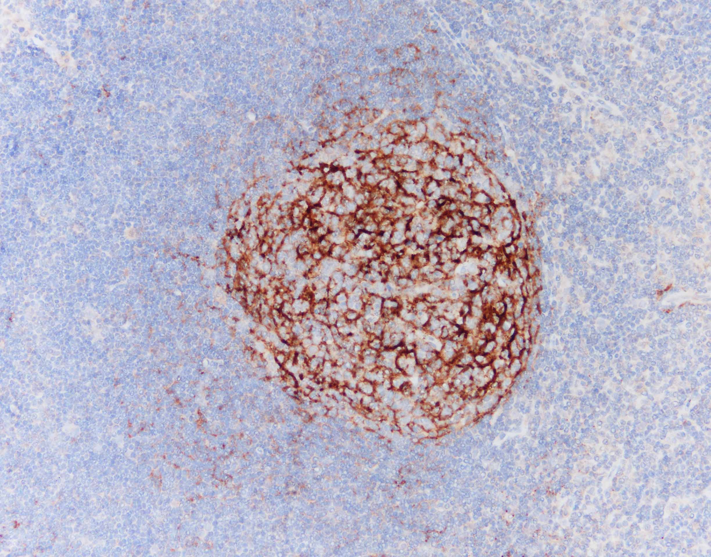 Complement C4d Antibody (C4D204) NBP2-34234