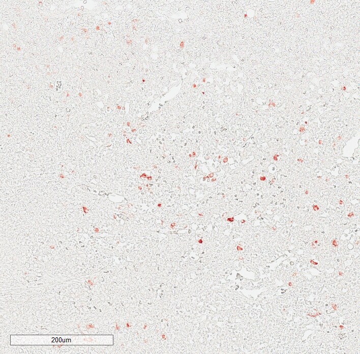 IgM Antibody (IM260) NBP2-34253