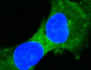 Insulin Antibody (E2-E3 (same as INS04)) NBP2-34260