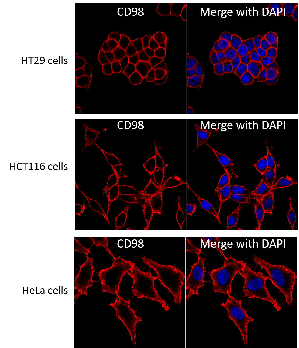 CD98 Antibody (UM7F8) NBP2-34291