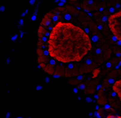 Thyroglobulin Antibody (2H11 + 6E1) NBP2-34294