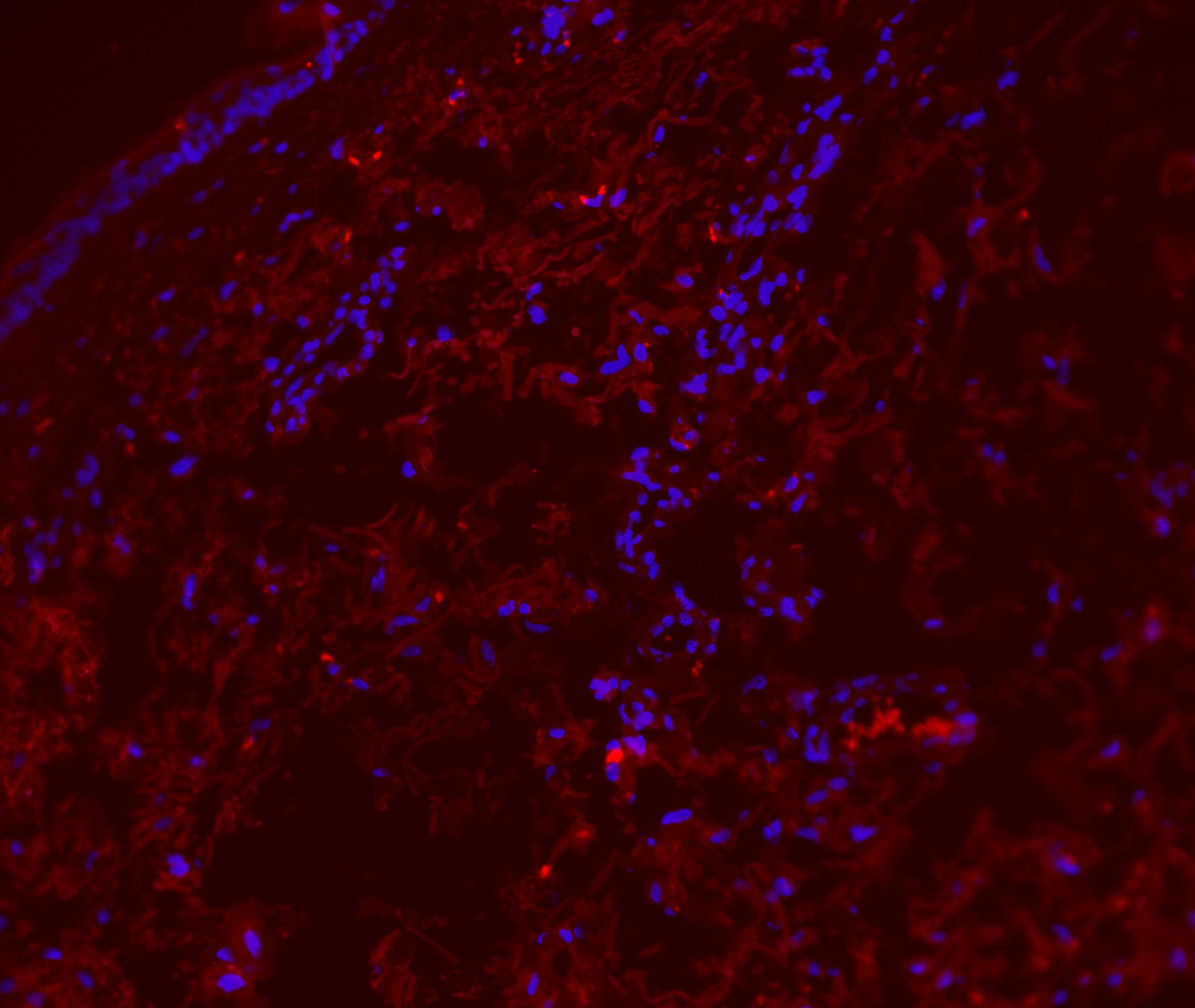 IgM Antibody (SPM557) - Azide and BSA Free NBP2-34422