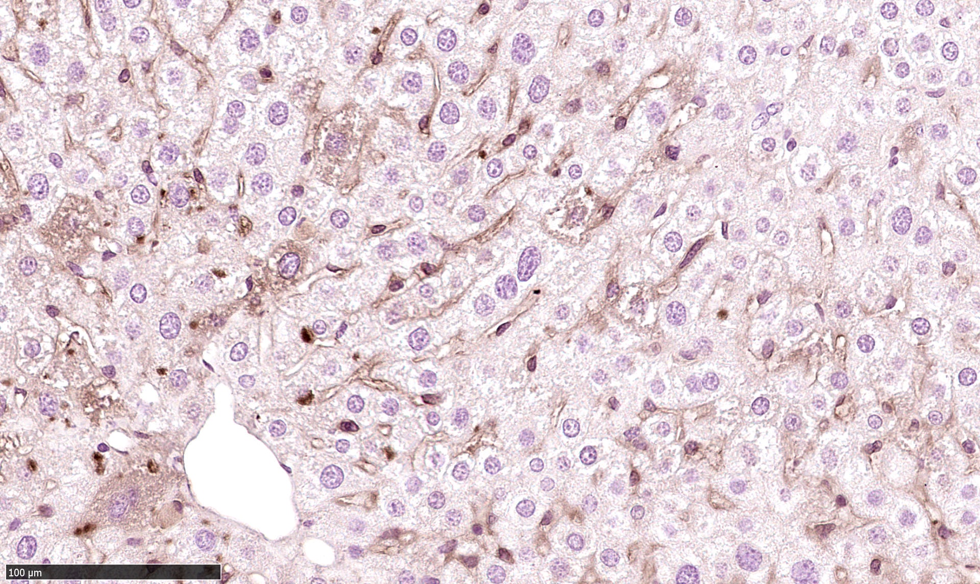 CD11c Antibody (CL1831) - BSA Free NBP2-34491