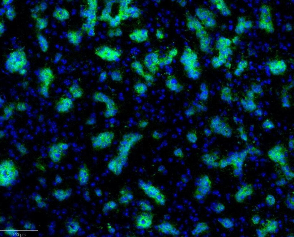 Mitochondria Antibody (113-1) [Alexa Fluor® 488] NBP2-34517AF488