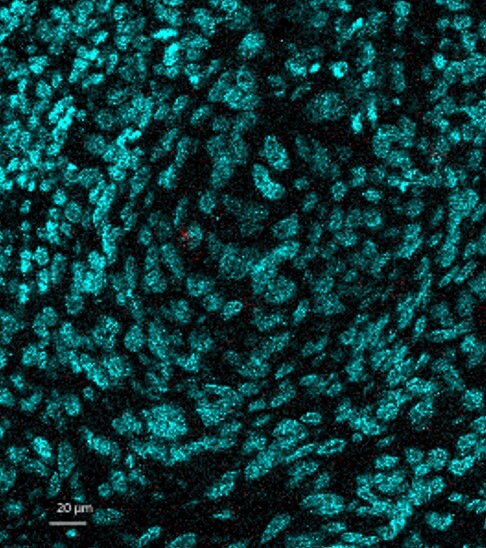 NCAM-1/CD56 Antibody (123A8 (same as 56C04)) - Azide and BSA Free NBP2-34518
