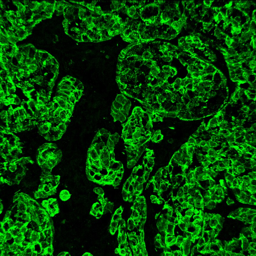 Cytokeratin 19 Antibody (A53-B/A2.26 + BA17) [DyLight 405] NBP2-34548V