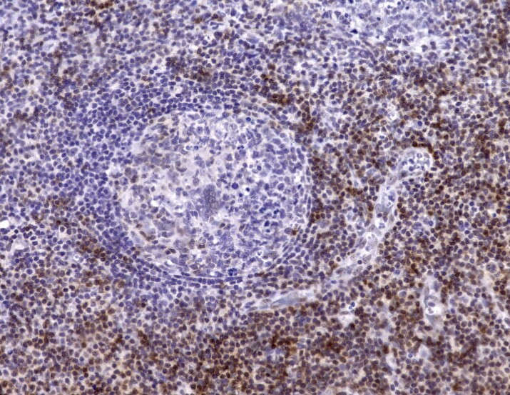 CD5 Antibody (C5/473 + CD5/54/F6) - Azide and BSA Free NBP2-34583