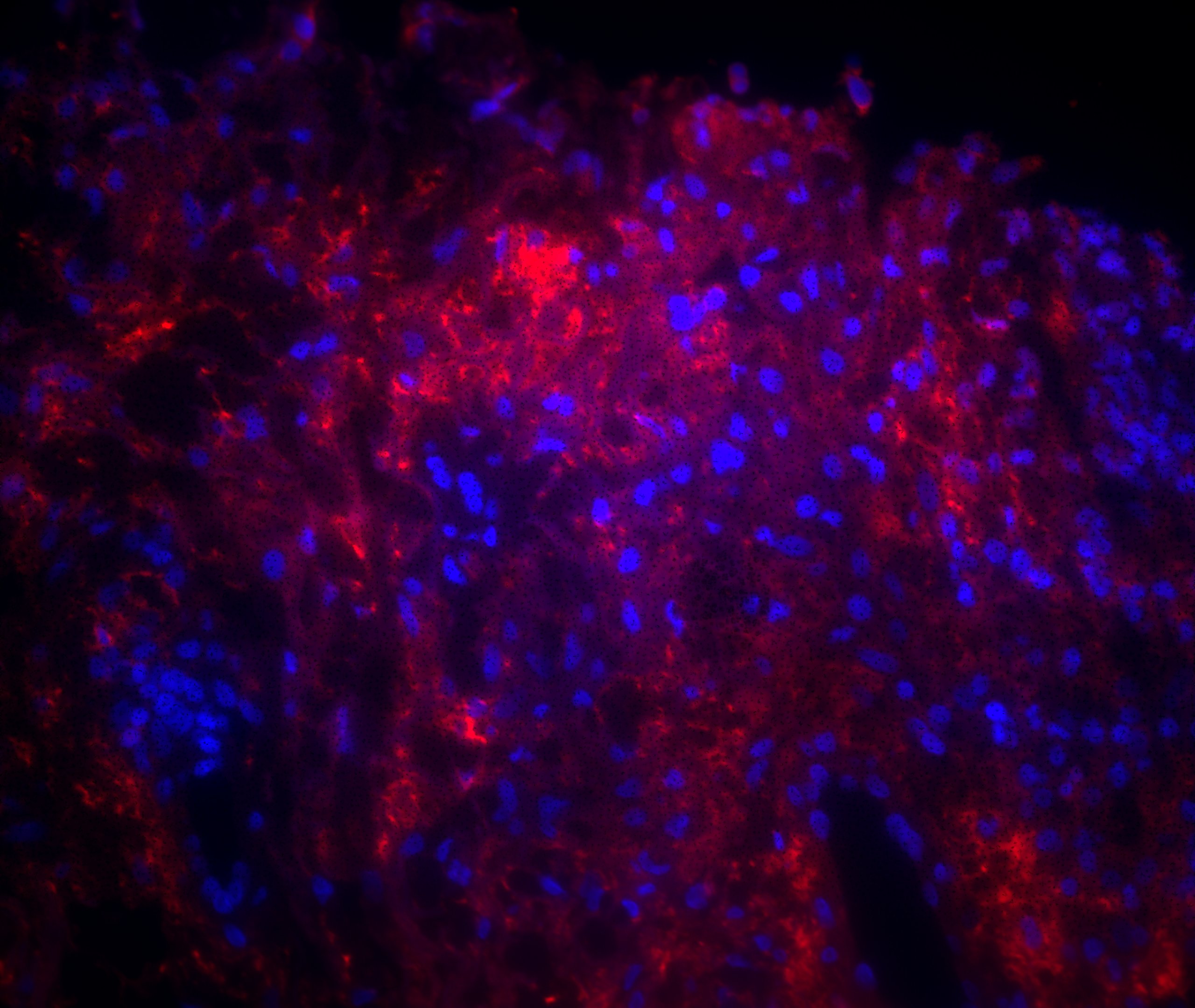 IgM Antibody (IM260) - Azide and BSA Free NBP2-34649