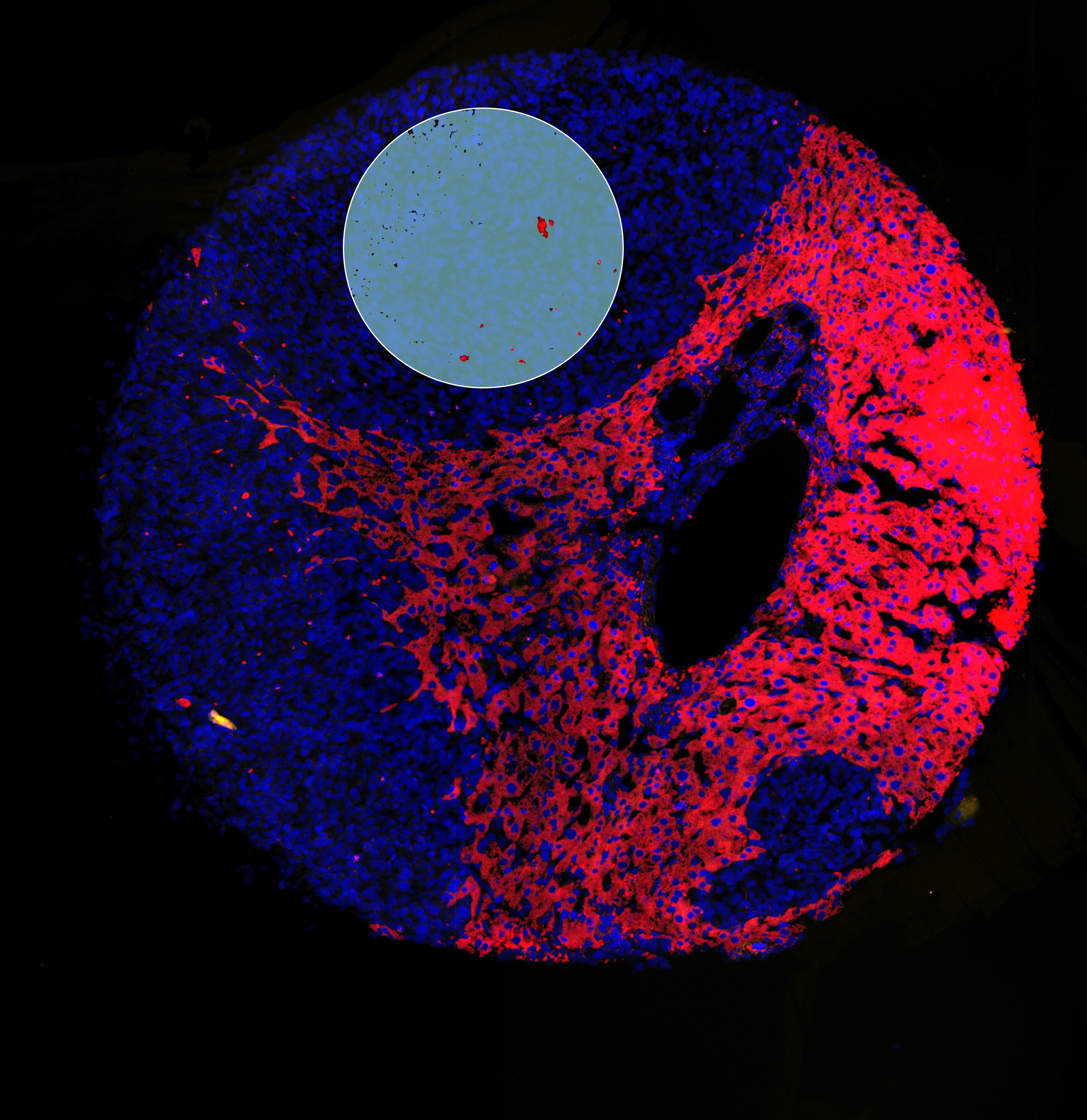 Cytokeratin 8/18 Antibody (K8.8 + DC10) [Alexa Fluor® 647] NBP2-34655AF647