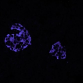 Chromogranin A Antibody (LK2H10) - Azide and BSA Free NBP2-34672