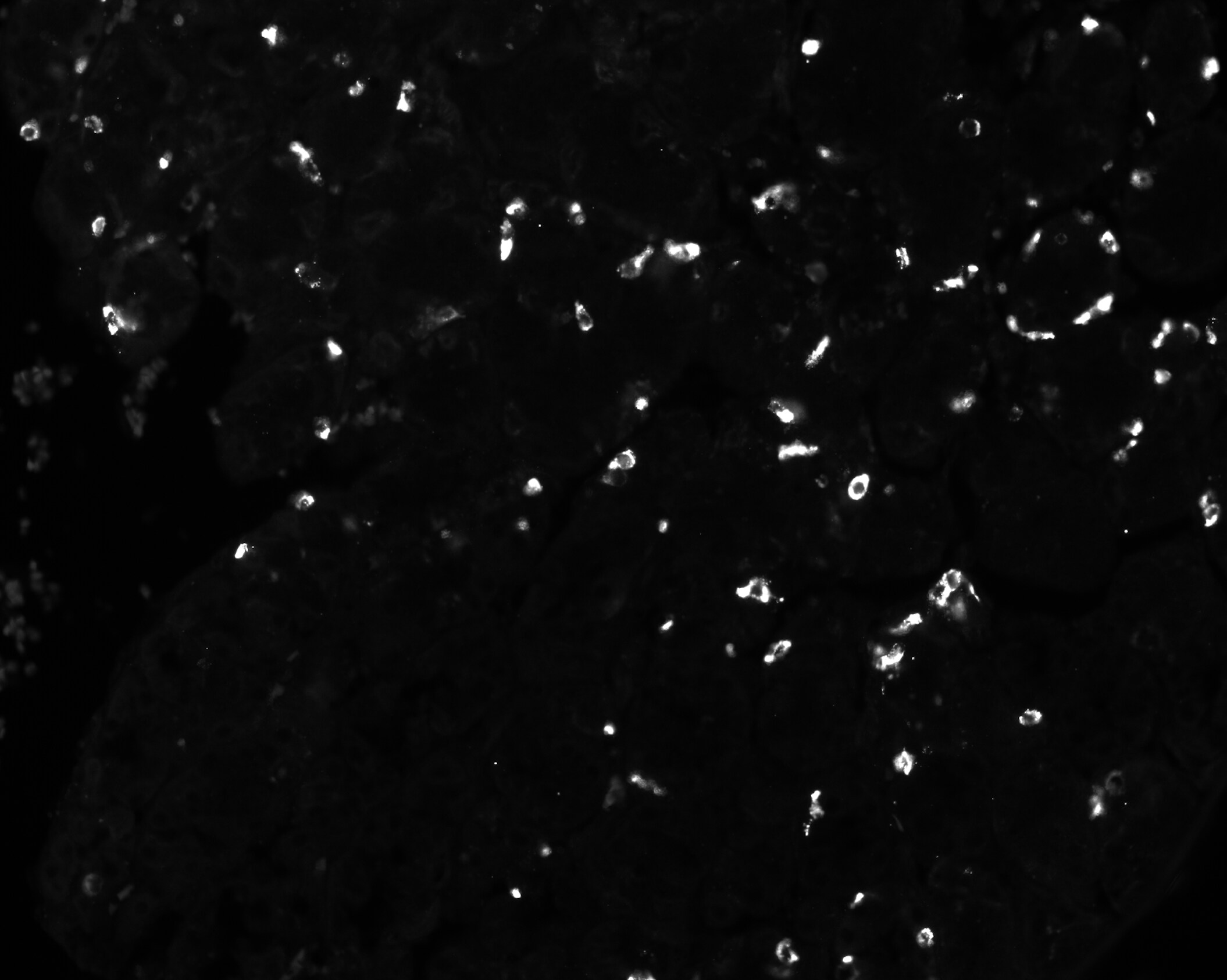 Chromogranin A Antibody (LK2H10 + PHE5 + CGA/414) - Azide and BSA Free NBP2-34674