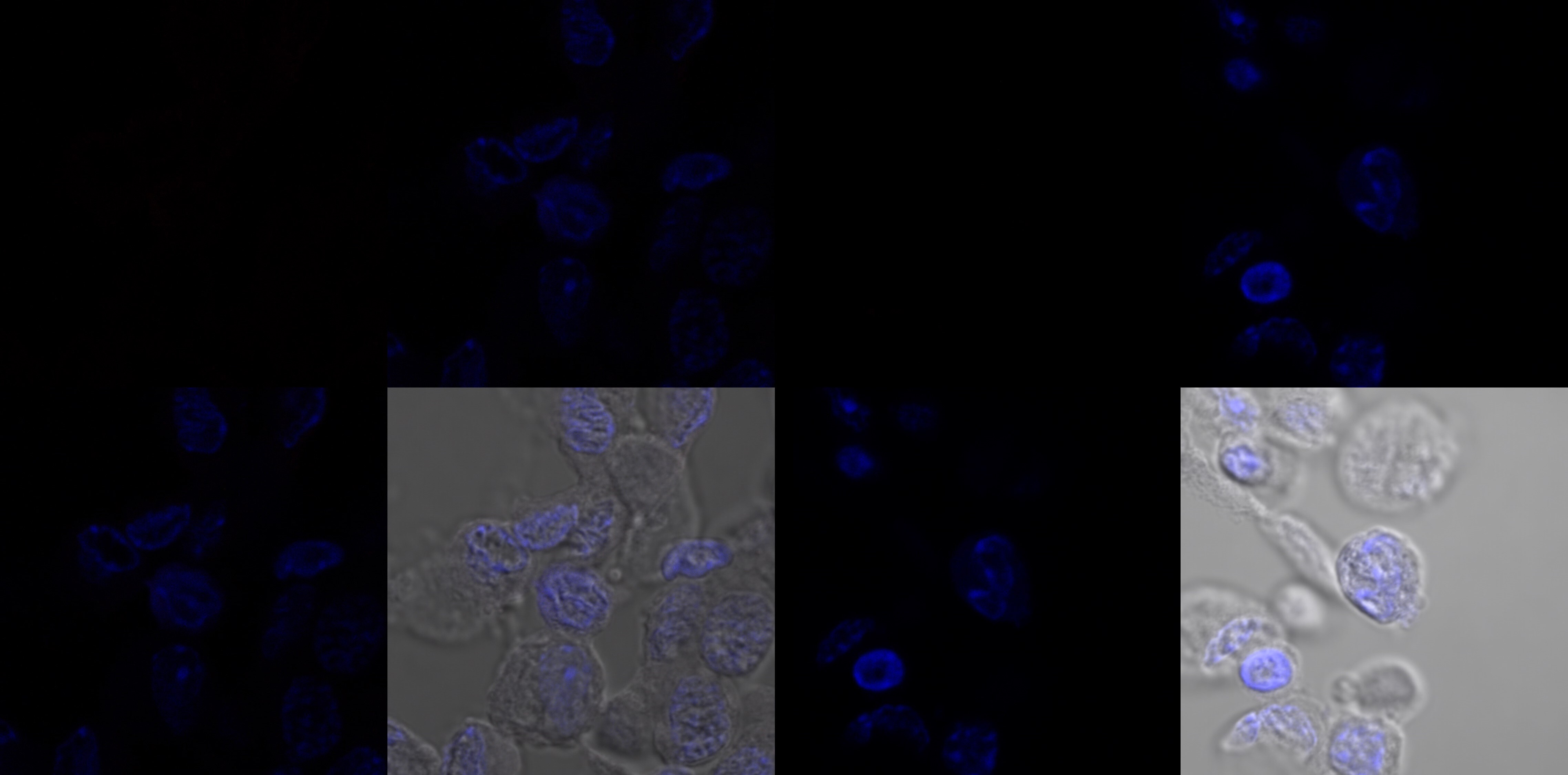 Pax7 Antibody (PAX7/497) [Allophycocyanin] NBP2-34706APC