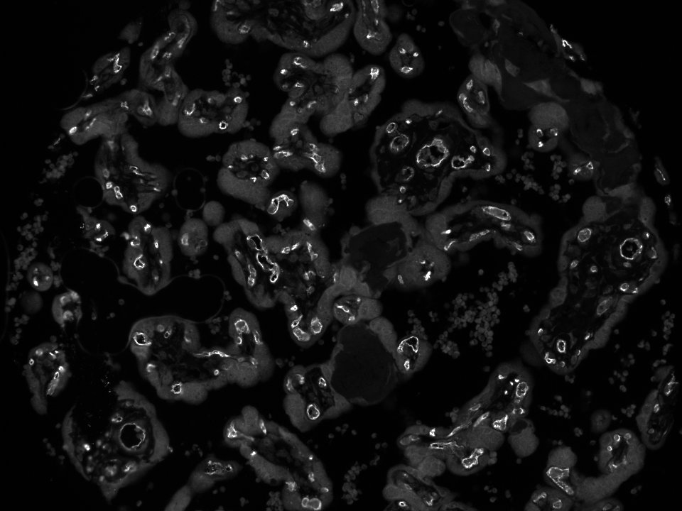 CD34 Antibody (QBEnd/10) - Azide and BSA Free NBP2-34713