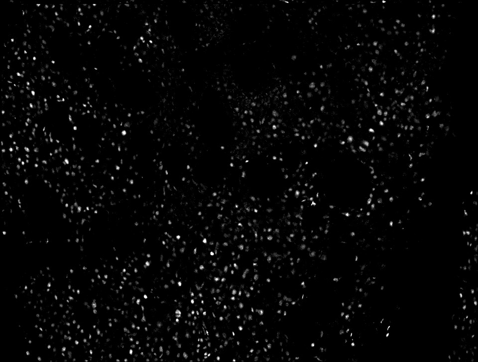 p27/Kip1 Antibody (SX53G8) - Azide and BSA Free NBP2-34718