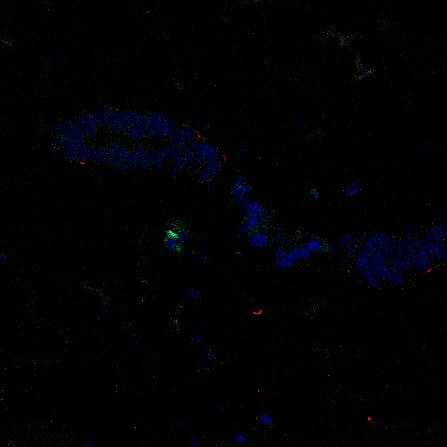 alpha-Smooth Muscle Actin Antibody (SPM332) [Allophycocyanin] NBP2-34760APC