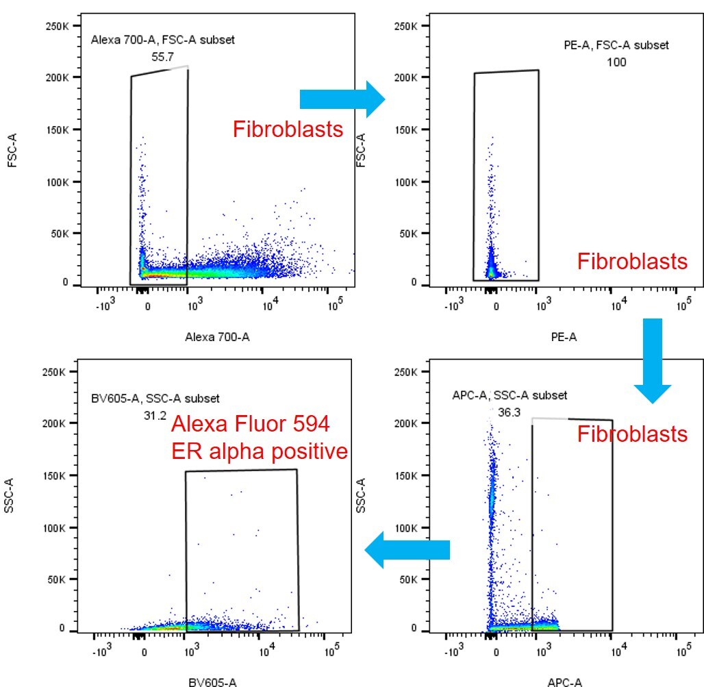 ER alpha/NR3A1 Antibody (SPM567) [Alexa Fluor® 594] NBP2-34801AF594
