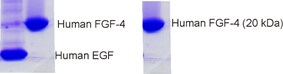 Recombinant Human FGF-4 Protein NBP2-34864
