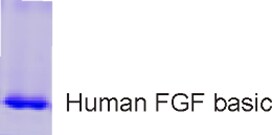 Recombinant Human FGF basic/FGF2/bFGF Protein NBP2-34921