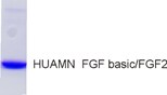 Recombinant Human FGF basic/FGF2/bFGF Protein NBP2-34921