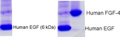 Recombinant Human EGF Protein NBP2-34952