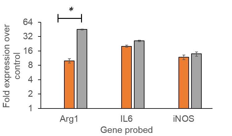 Recombinant Rat IL-4 Protein NBP2-35252