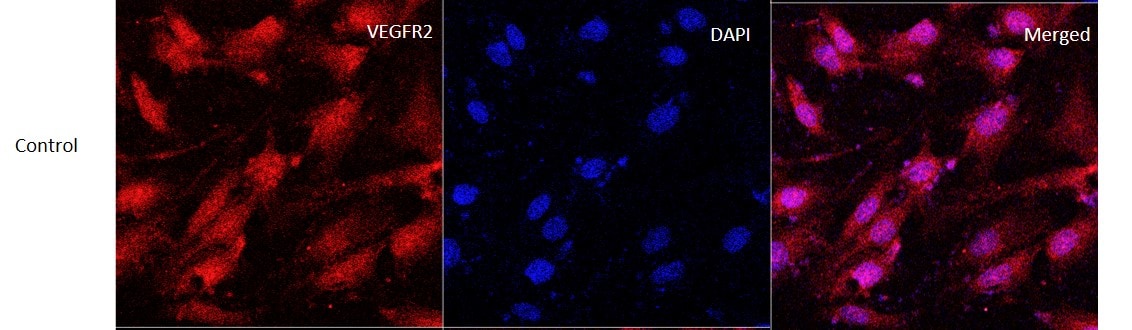 VEGFR2/KDR/Flk-1 Antibody (1B6) - BSA Free NBP2-36428