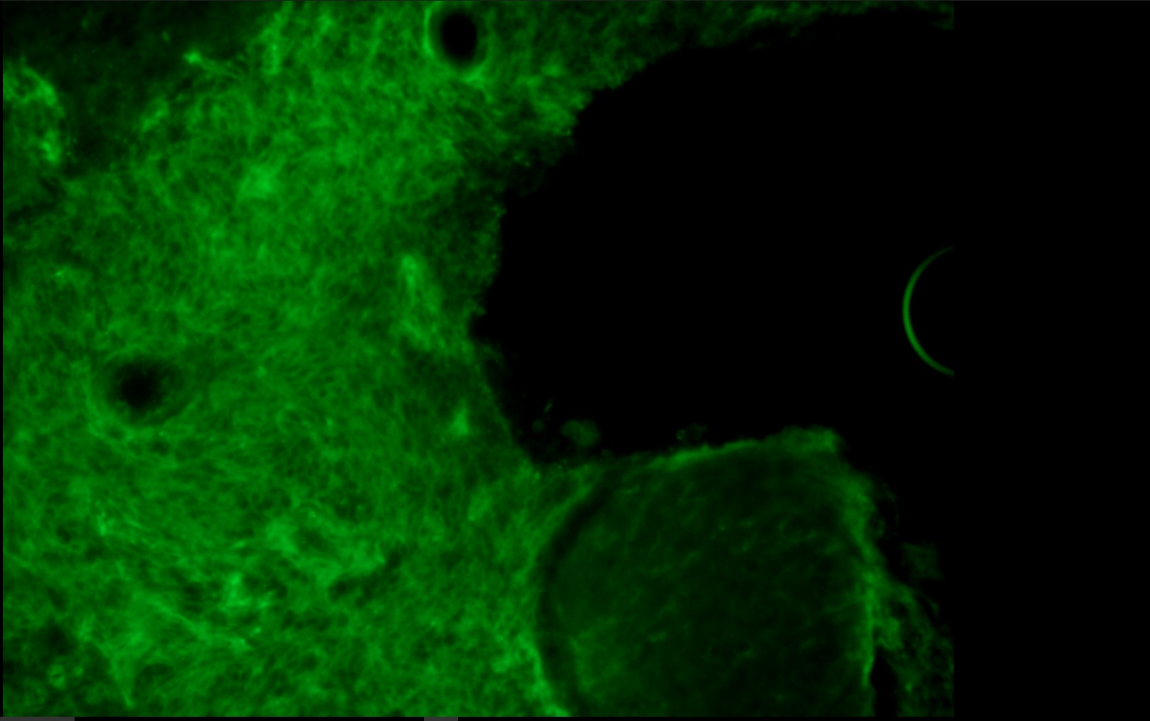 CRISPR-Cas9 Antibody (7A9-3A3) - N-Terminus - BSA Free NBP2-36440
