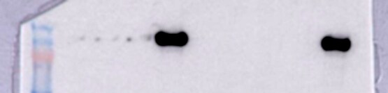 CRISPR-Cas9 Antibody (7A9-3A3) - N-Terminus - BSA Free NBP2-36440
