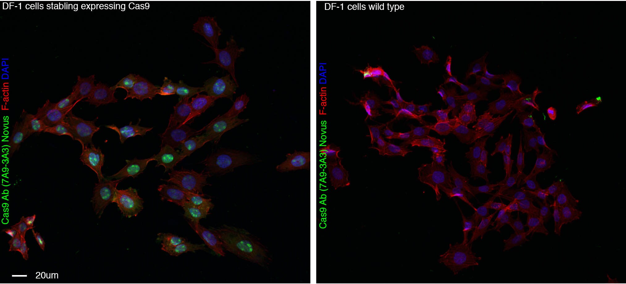 CRISPR-Cas9 Antibody (7A9-3A3) - N-Terminus - BSA Free NBP2-36440