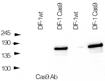 CRISPR-Cas9 Antibody (7A9-3A3) - N-Terminus - BSA Free NBP2-36440