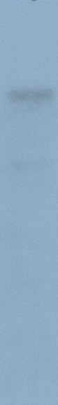Glut3 Antibody - BSA Free NBP2-36485