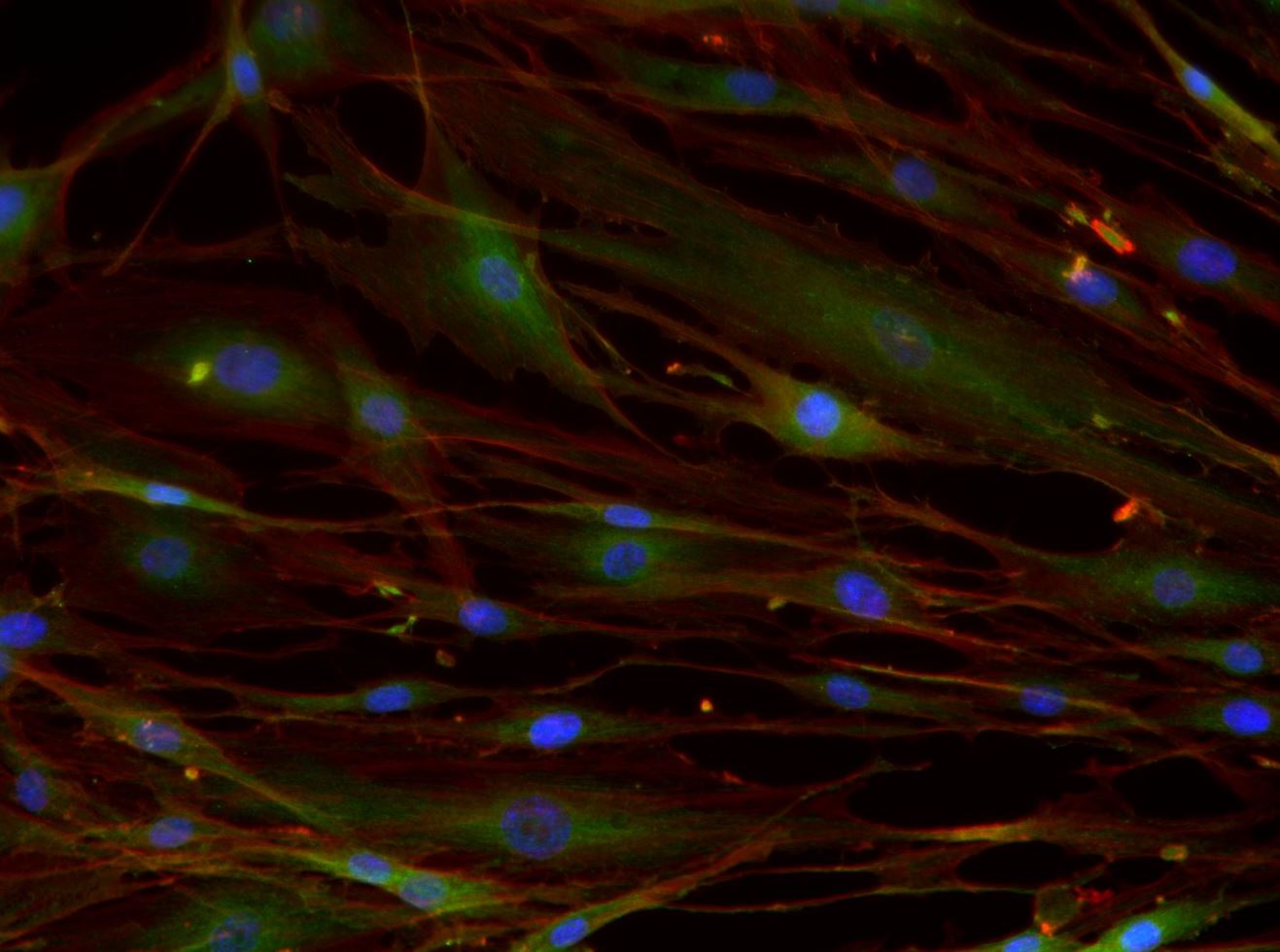 Integrin beta 1/CD29 Antibody (P4C10) - BSA Free NBP2-36561