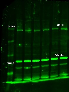 MYH6 Antibody (CL2148) - BSA Free NBP2-36744
