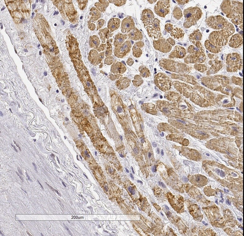 MYH6 Antibody (CL2162) - BSA Free NBP2-36746