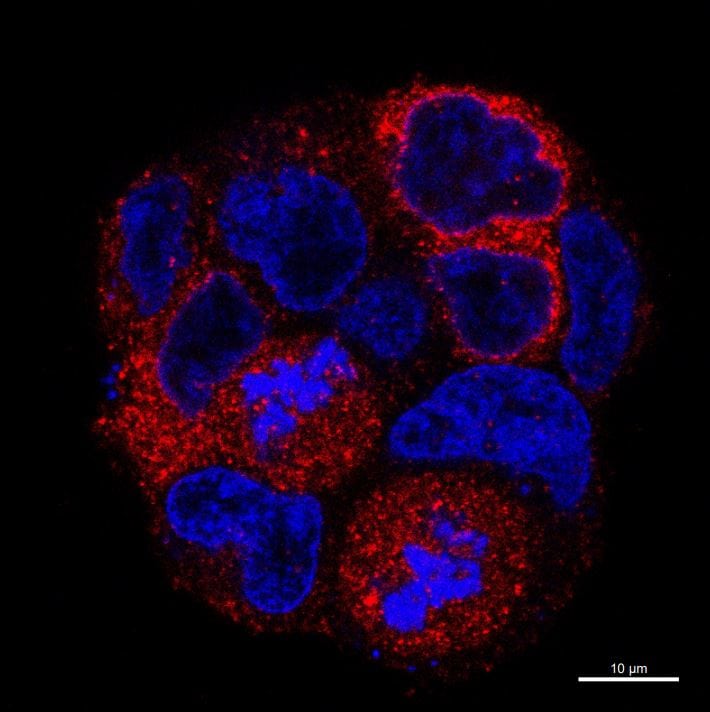 CD14 Antibody (4B4F12) - BSA Free NBP2-37291