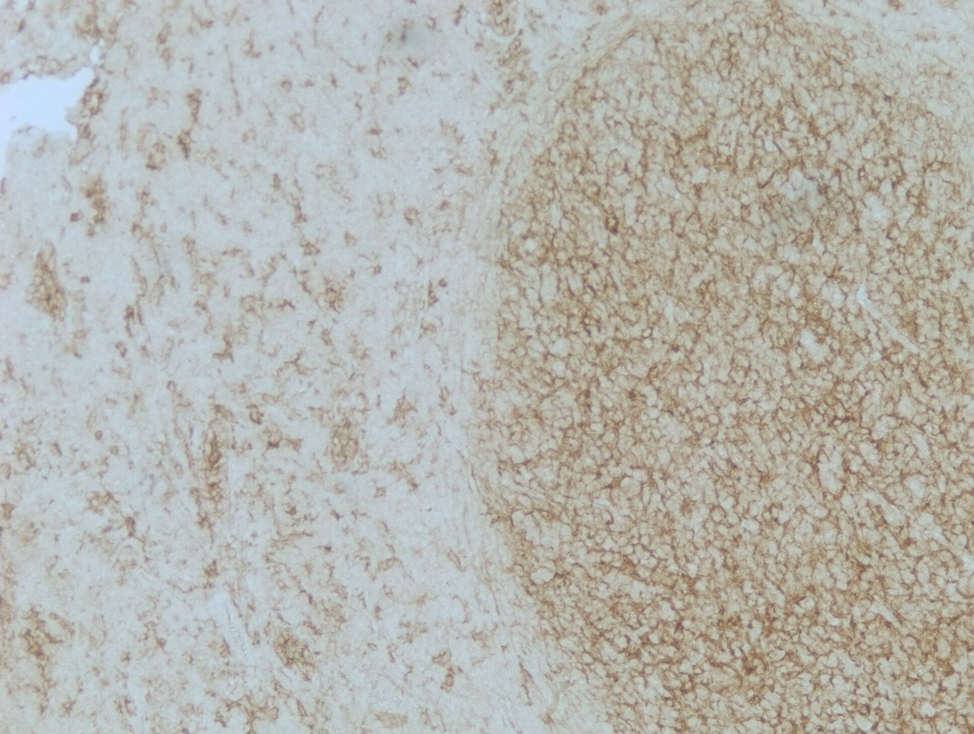 CD14 Antibody (1H5D8) - BSA Free NBP2-37295