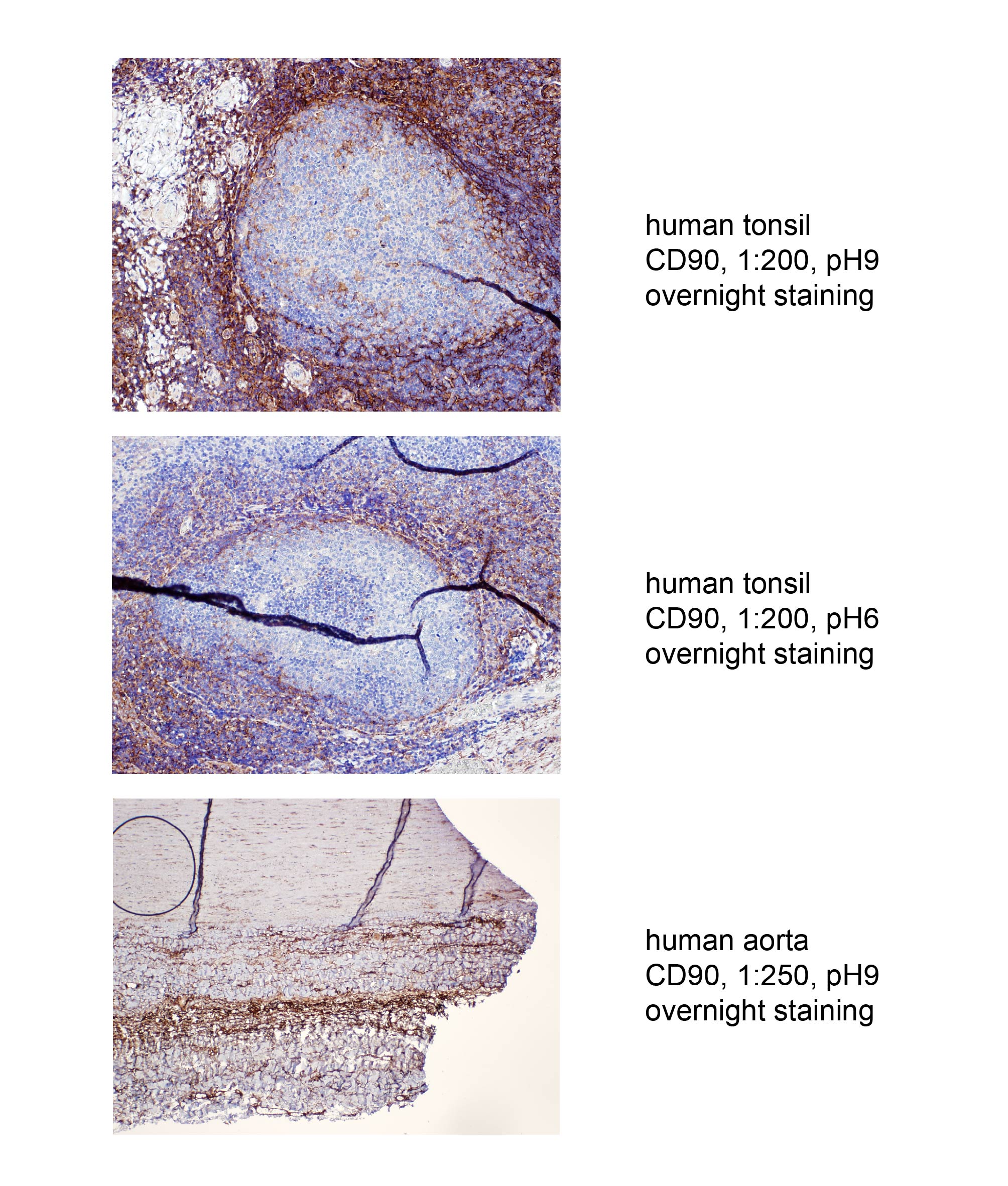 CD90/Thy1 Antibody (7E1B11) - BSA Free NBP2-37330